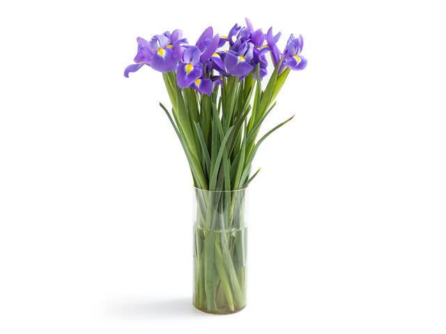 BUCHET IRIS CRF