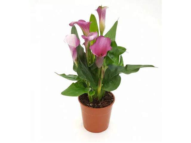 Calla D 13 / H 38-40