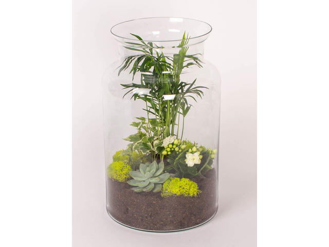 Terariu cu plante in vas de sticla