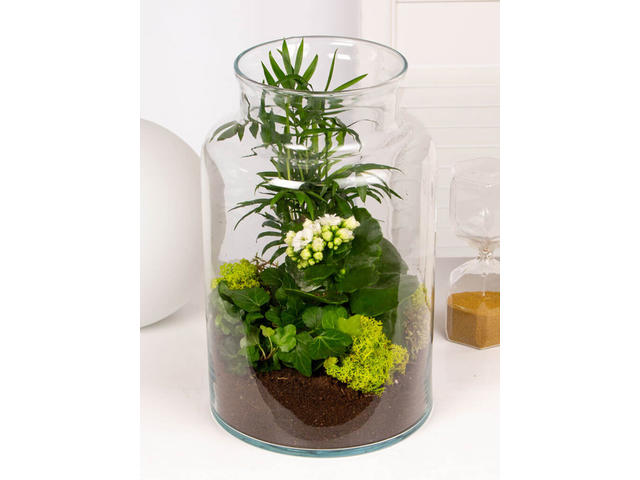 Terariu cu plante verzi in vas