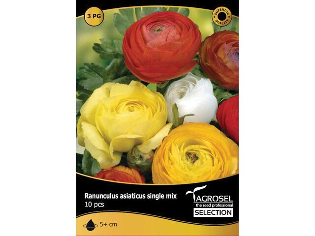 Bulbi Ranunculus single mix