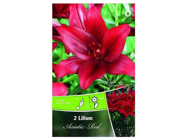 Bulbi de crini imperiali 14-16 cm