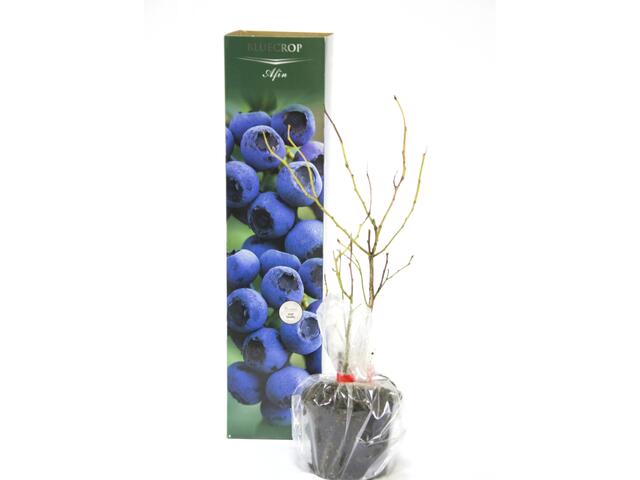 Arbust fructifer Afin