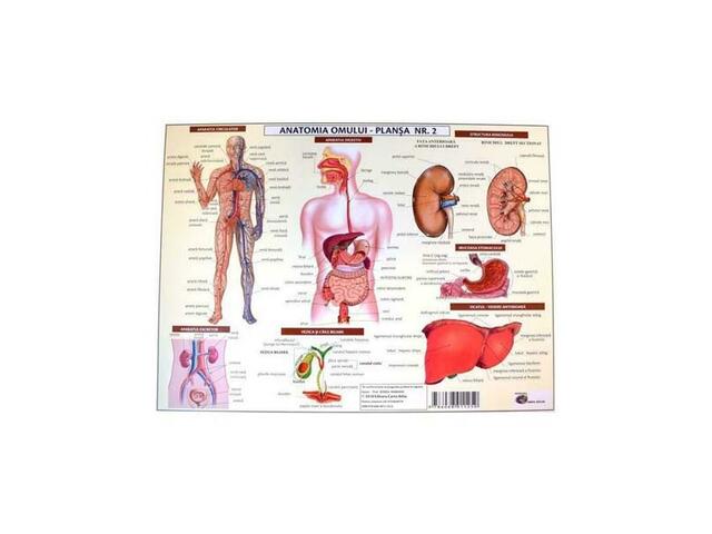 Plansa Anatomia Omului Ii