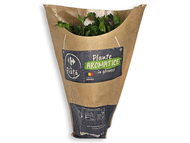 CORIANDRU GHIVECI CRF RO