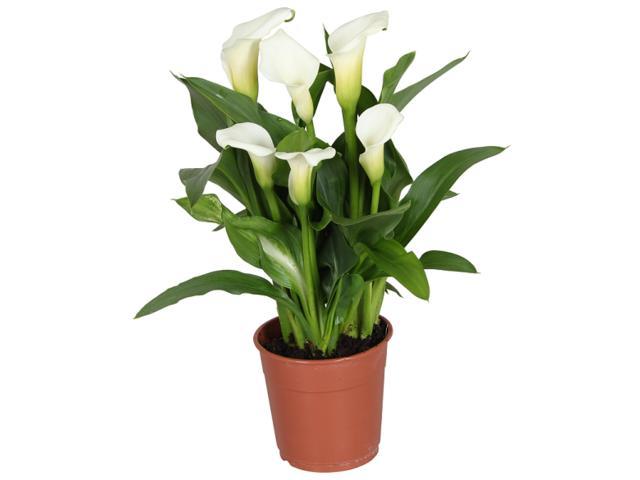 Calla D 13 / H 38-40