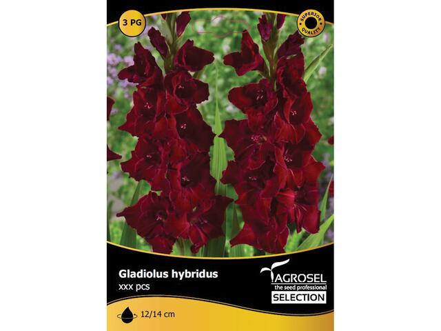 Seminte Gladiolus Black Star