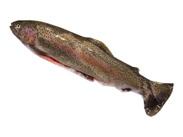 Pastrav somonat eviscerat la kg