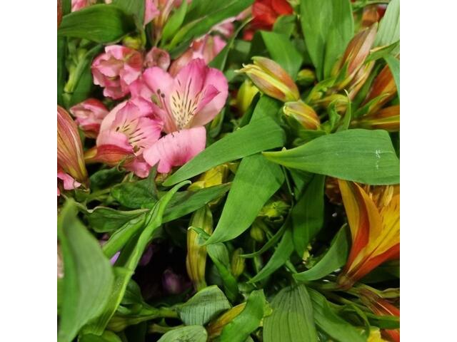 Alstroemeria