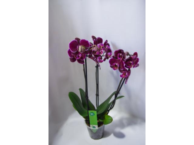 Phalaenopsis Mix 3 Stem