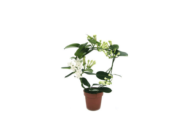 Stephanotis D 12 / H 30-40