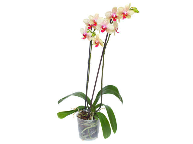 PHALAENOPSIS 2 STEM D12/H50-70