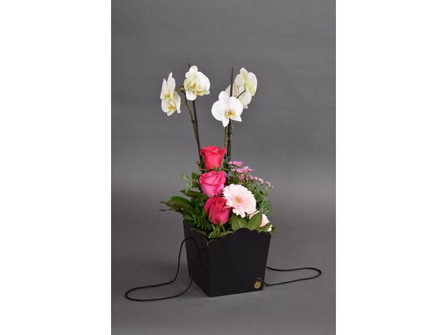 Phalaenopsis + mix de flori  2 in cutie neagra siati
