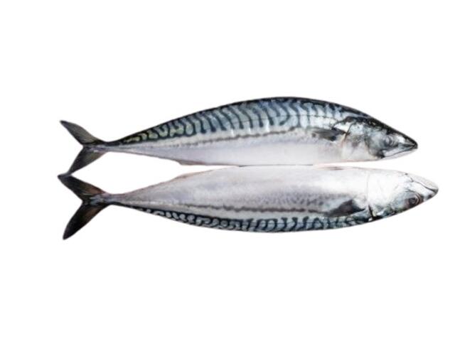 Copanex Macrou intreg 300-500 kg