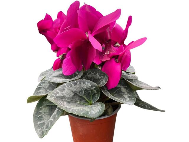 Cyclamen