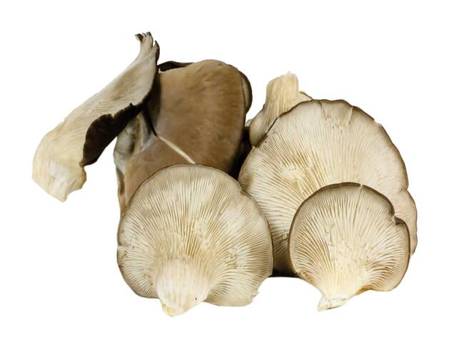 Ciuperci pleurotus 500 g