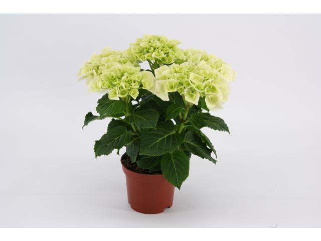 Hydrangea Clarissa D12/H35-40