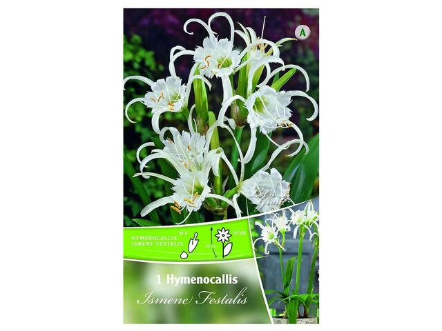 Bulbi de narcisa peruviana