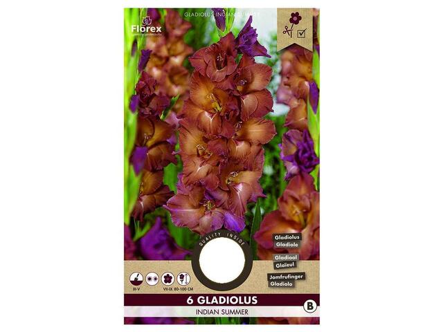 Bulbi de gladiole 12-14 cm