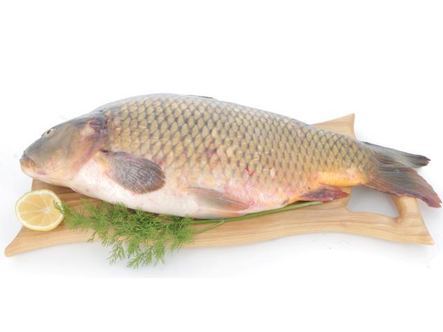 Crap acvacultura per kg