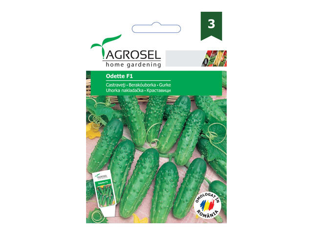 Seminte Castraveti Odette F1 - 20 seminte