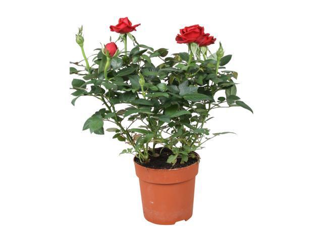 ROSA MIX 10 5/ H 22-27