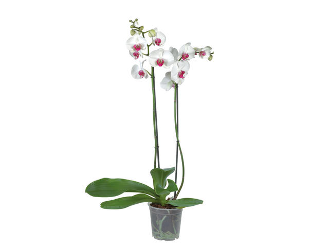 Orhidee Phalaenopsis cu 2 Tije