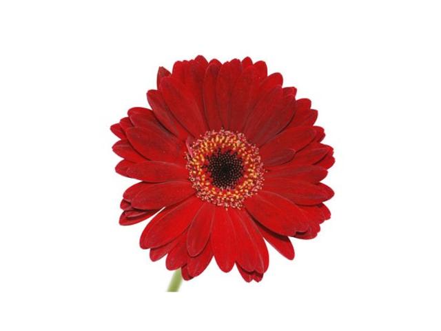 Gerbera