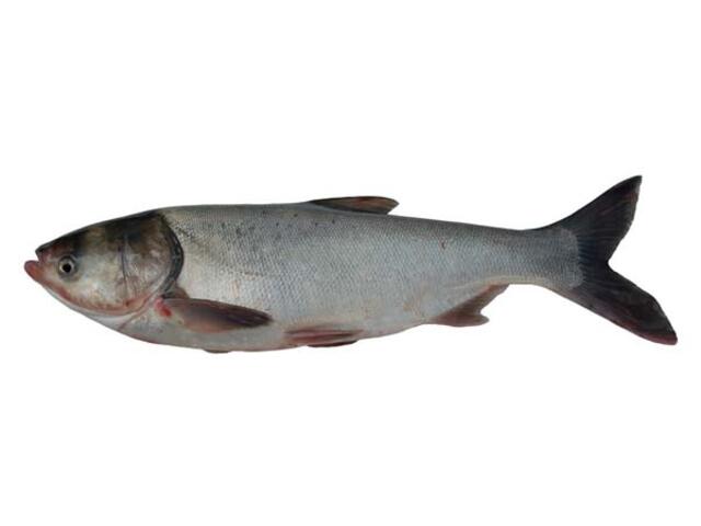 Novac viu per bucata