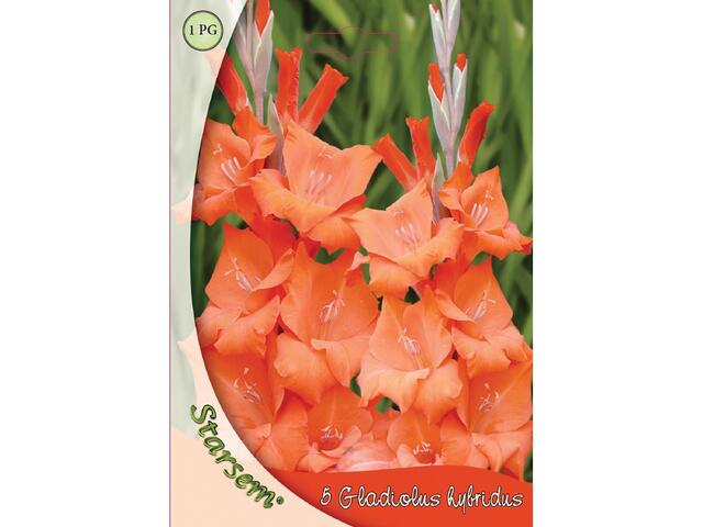 Bulbi Gladiole Orange