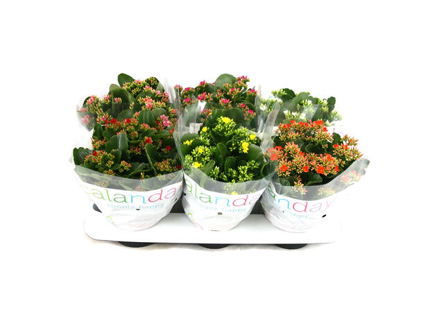 Mix Kalanchoe 15 x 30 cm