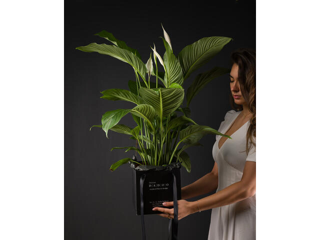 Spathiphyllum