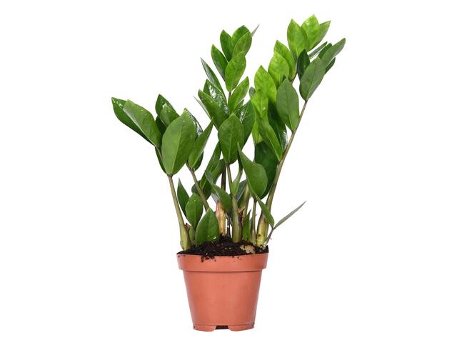 Zamioculcas ghiveci 12 cm