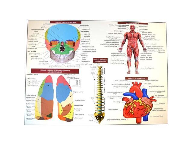 Plansa Anatomia Omului I