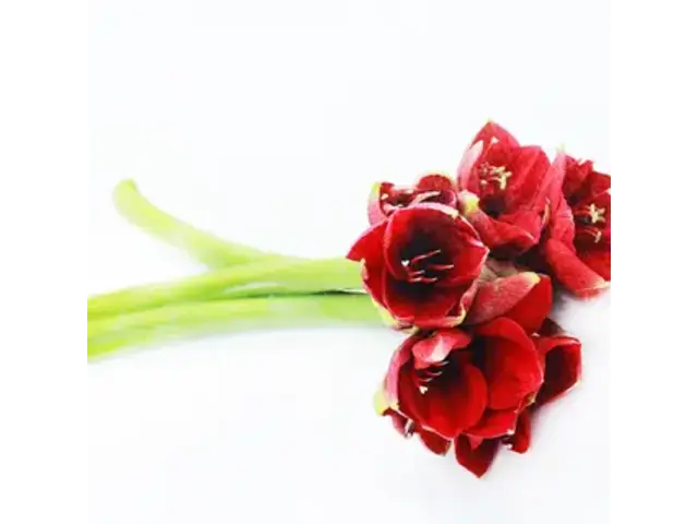 Buchet 3 fire Amaryllis