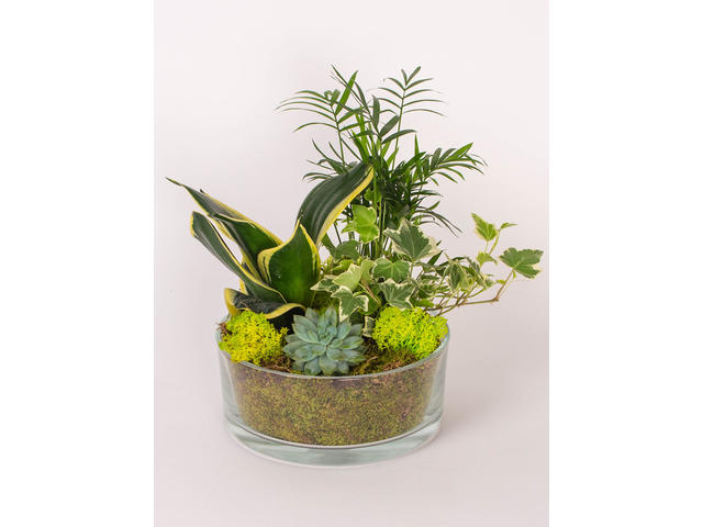 Plante suculente in cilindru de sticla