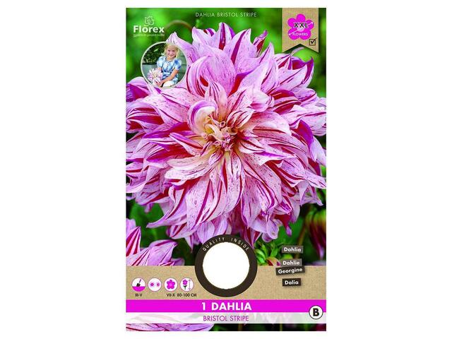 Bulbi de dalie de talie medie-mare