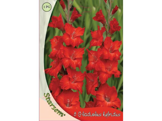 Bulbi Gladiole, rosu