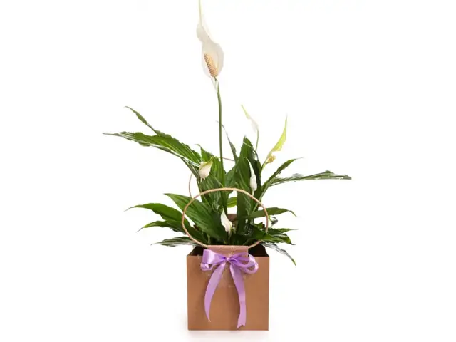 Crinul Păcii (Spathiphyllum) în pungă cadou MAG-8438