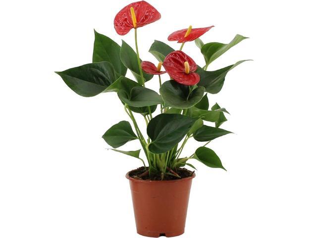 ANTHURIUM 4 MIX SLEEVE