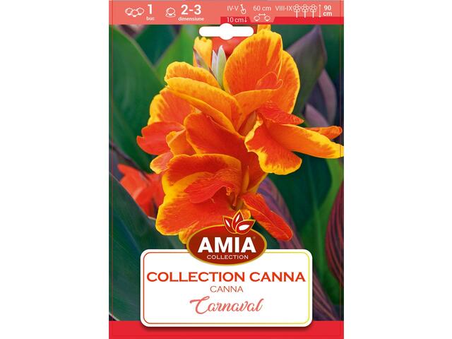 Canna Carnaval