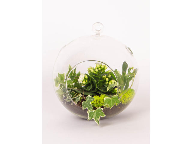 Terariu cu iedera si planta cu flori