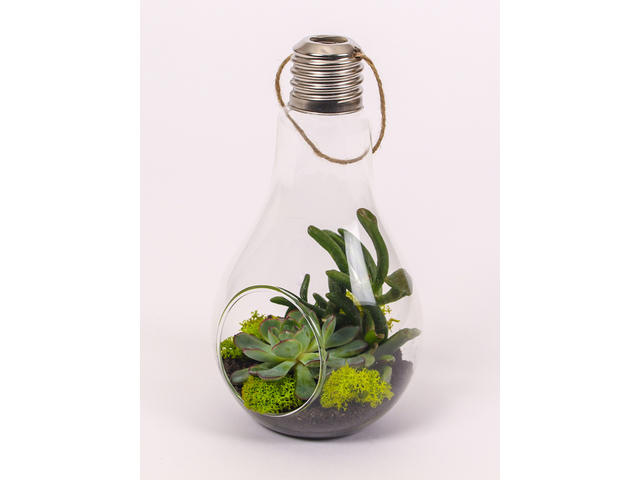 Plante suculente in bec de sticla