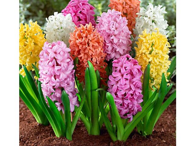 Zambile parfumate/fir