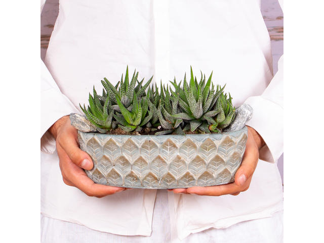 Terariu in vas ceramic cu aloe