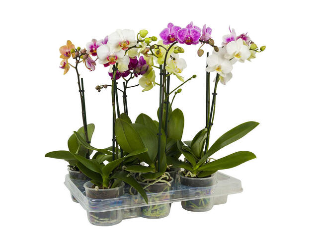 Planta Phalaenopsis 1Stem 12Cm H50