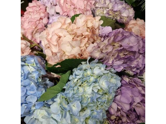 Buchet 11 hortensii