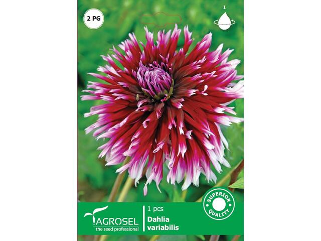 Dahlia Mistery Day