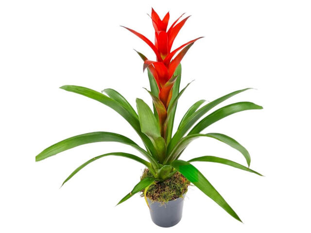 Guzmania Mix D 12 / H 45