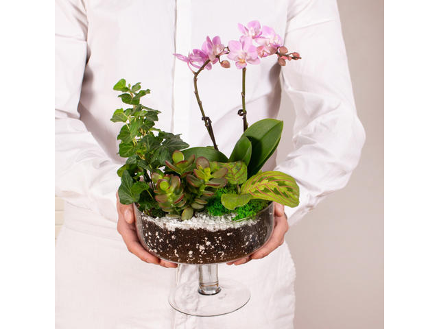 Maranta si Orhidee in vas de sticla